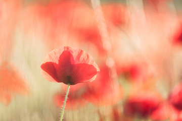 red poppies in poppy field