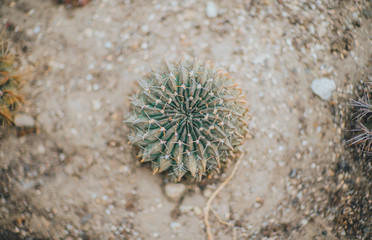 Beautiful symmetrical sand desert green spike cactus from the above