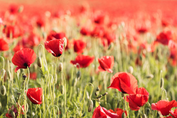 red poppies in poppy field