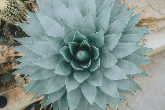 Beautiful Symmetric Aloe Vera Desert Mediterranean Plant From Above