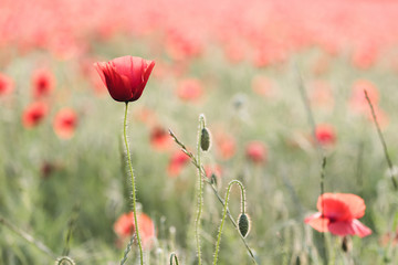 red poppies in poppy field