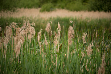 The Christopher Cadbury Wetland Reserve at Upton Warren, wildlife trust Worcestershire