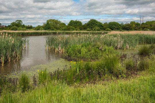 The Christopher Cadbury Wetland Reserve At Upton Warren, Wildlife Trust Worcestershire