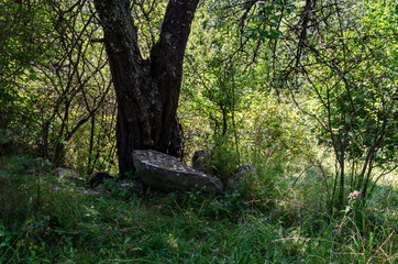 View of single old tree near by big stone for relax with glade and  green  forest in Vitosha mountain, Bulgaria  