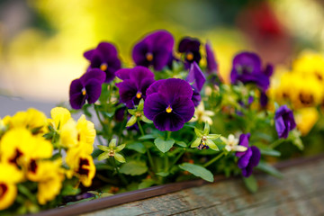 Pansy violet-lilac