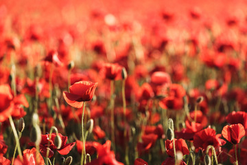 poppy field of red poppies
