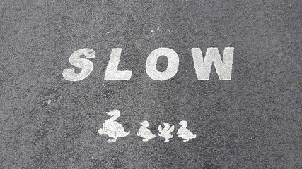 Road markings, slow, with ducks at The Christopher Cadbury Wetland Reserve at Upton Warren, wildlife trust Worcestershire