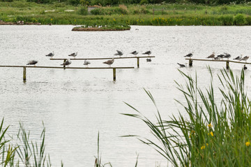 Gulls perching in a row on a plank at The Christopher Cadbury Wetland Reserve at Upton Warren, wildlife trust Worcestershire