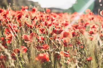 poppy field of red poppies