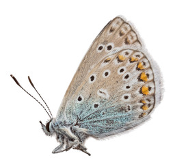 small gossamer-winged butterfly isolated on white