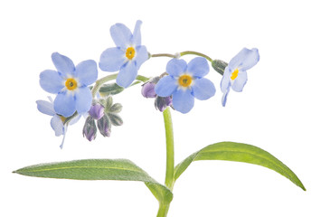 small blue forget-me-not blooms on stem