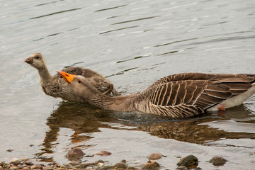 Greylag goose, geese with goslings at The Christopher Cadbury Wetland Reserve at Upton Warren,...