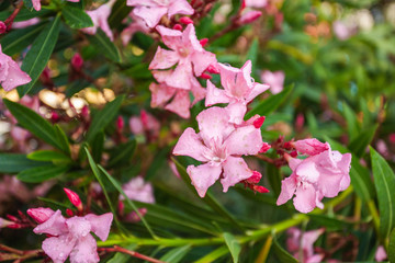 Beautiful pink blooming oleander after the rain