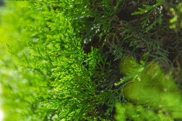 Fototapeta premium Close-up view of bright green fresh branches of thuja bush as beautiful natural background. Horizontal color photography.