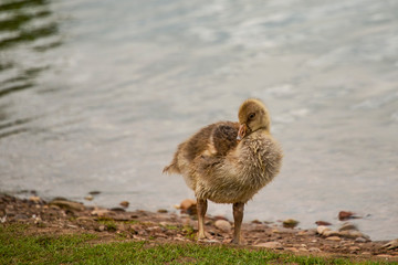 Greylag goose, geese with goslings at The Christopher Cadbury Wetland Reserve at Upton Warren,...