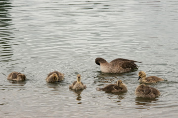 Greylag goose, geese with goslings at The Christopher Cadbury Wetland Reserve at Upton Warren, wildlife trust Worcestershire