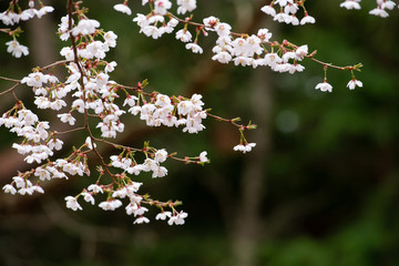 富士桜のイメージ