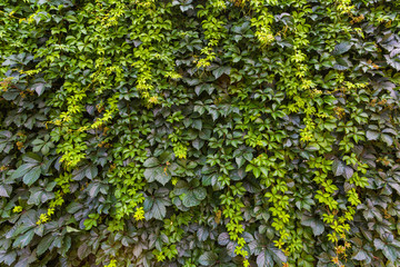 Fototapeta na wymiar Beautiful background of curly green vine