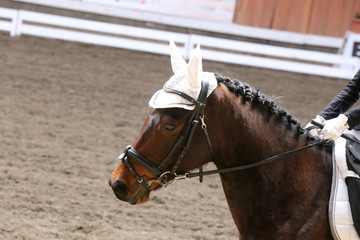 Unknown contestant rides at dressage horse event in riding ground. Head shot closeup of a dressage horse during competition event