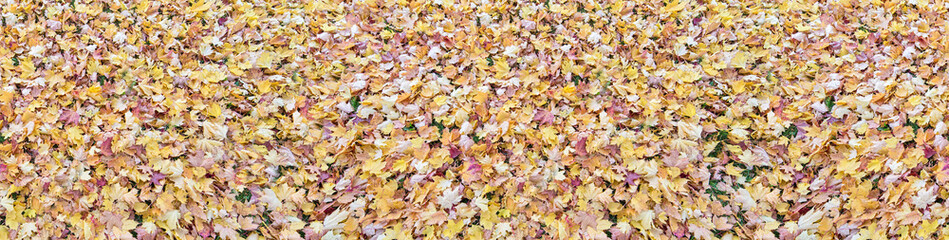 maple bright fall leaves strip