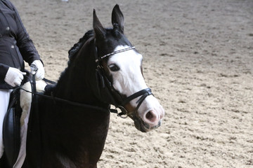 Obraz premium Unknown contestant rides at dressage horse event in riding ground. Head shot closeup of a dressage horse during competition event