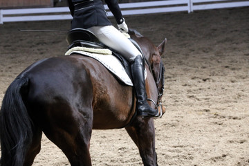  Portrait of a sport horse during dressage competition under saddle