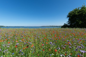 Blumenwiese am Reedevitzer Höft, Halbsinel Mönchgut, Insel Rügen, 