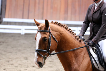  Portrait of a sport horse during dressage competition under saddle