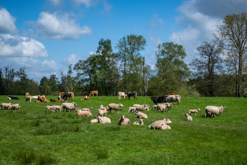 Fototapeta na wymiar Flock of sheep, with baby lambs grazing in the English countryside