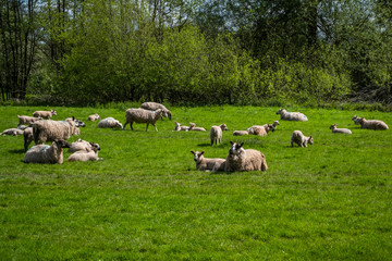 Obraz premium Flock of sheep, with baby lambs grazing in the English countryside