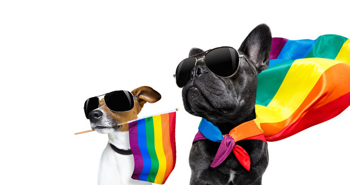 gay pride dogs