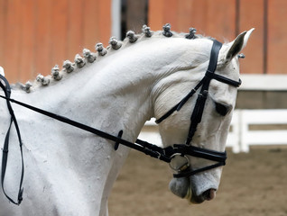  Portrait of a sport horse during dressage competition under saddle