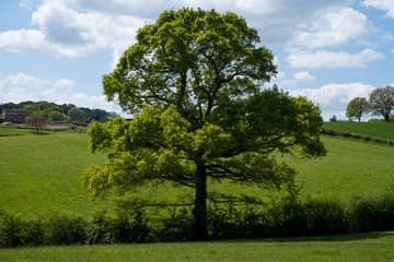 Fototapeta na wymiar English countryside with trees and fields