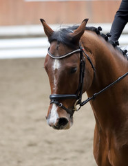 Fototapeta premium Portrait of a sport horse during dressage competition under saddle