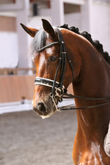 Obraz premium Portrait of a sport horse during dressage competition under saddle