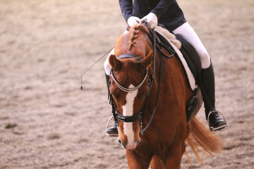  Portrait of a sport horse during dressage competition under saddle