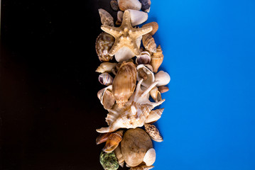 seashells on the blue black background