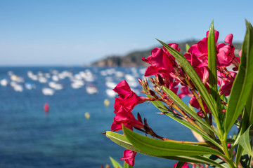 close up view of oleander flowers in front of the sea