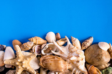 Fototapeta na wymiar seashells on the blue background