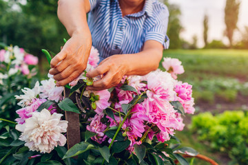 Senior woman gathering flowers in garden. Elderly retired woman cutting peonies with pruner © maryviolet