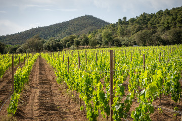 rows of grapevines on a vineyard in spain