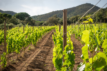 rows of grapevines on a vineyard in spain