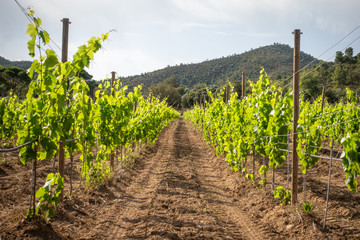 Fototapeta na wymiar rows of grapevines on a vineyard in spain