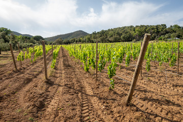 Fototapeta na wymiar rows of grapevines on a vineyard in spain