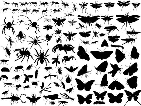hundred insect silhouettes isolated on white