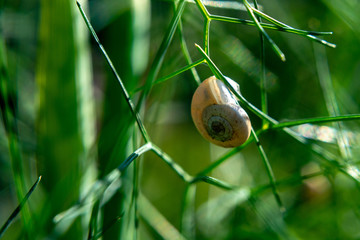 Small grape snail on green dill stalks