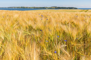 Reedevitzer H&ouml;ft, Halbsinel M&ouml;nchgut, Insel R&uuml;gen