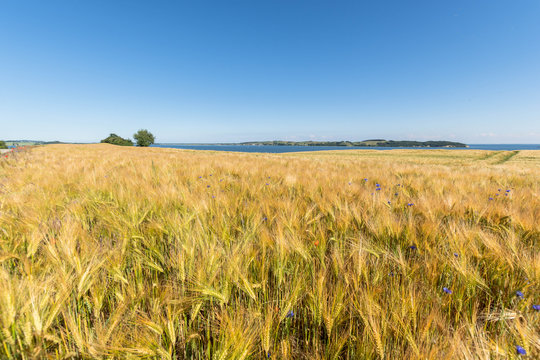 Reedevitzer H&ouml;ft, Halbsinel M&ouml;nchgut, Insel R&uuml;gen