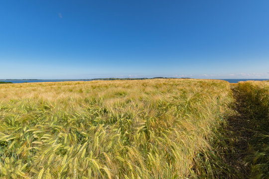 Reedevitzer H&ouml;ft, Halbsinel M&ouml;nchgut, Insel R&uuml;gen