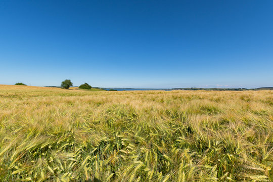 Reedevitzer H&ouml;ft, Halbsinel M&ouml;nchgut, Insel R&uuml;gen
